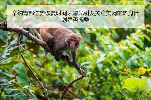 辛纳臀部伤势恢复时间表曝光引发关注美网前热身计划是否调整