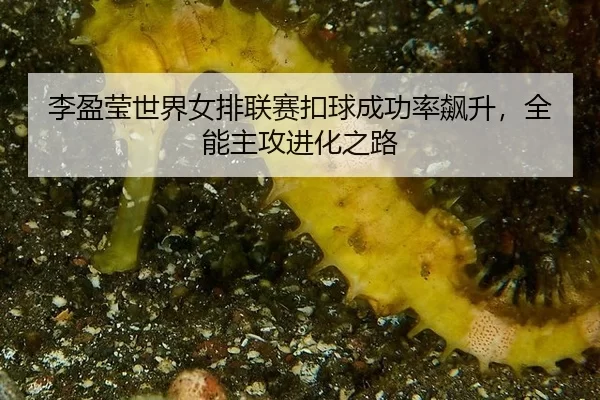 李盈莹世界女排联赛扣球成功率飙升，全能主攻进化之路